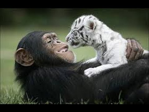 Khi động vật không ngại nguy hiểm nghĩa hiệp cứu các loài khác, hình ảnh gây xúc động mạnh - Ảnh 5